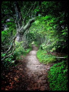 Blue Ridge Trail